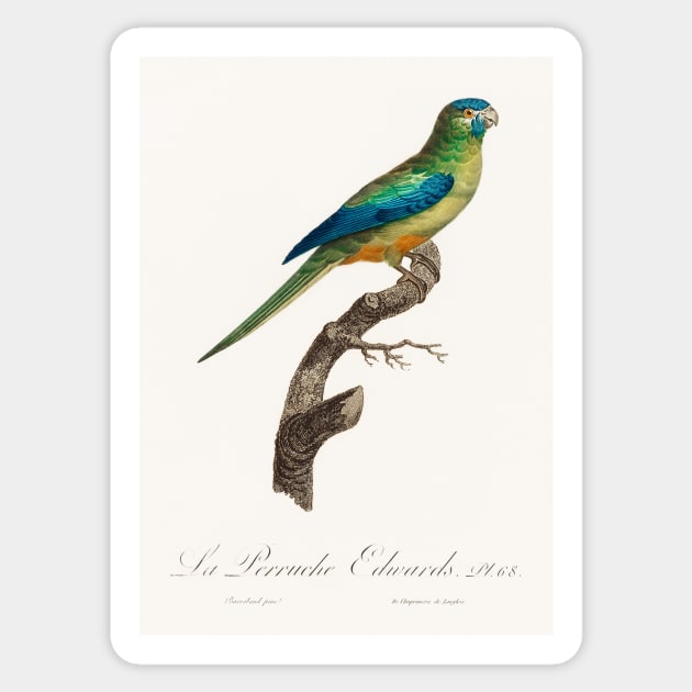 Turcosine Ground Parakeet from Natural History of Parrots (1801—1805) by Francois Levaillant. Sticker by Elala